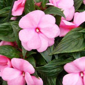 Impatiens de guinée roses