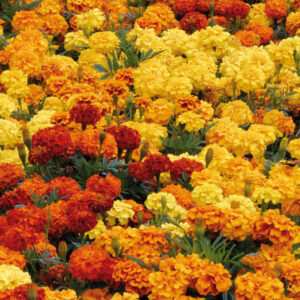 Oeillets d&rsquo;Inde jaunes ou oranges