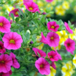 Pétunia (couleur selon disponibilité)