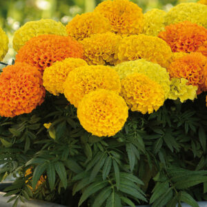 Roses d&rsquo;Inde jaunes ou oranges