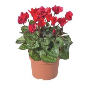 Fleurs en pots de 10 cm