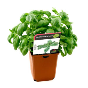 Basilic Grand Vert